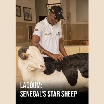 Ladoum: Senegal’s Star Sheep