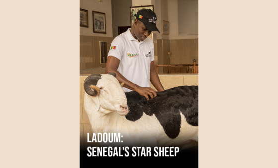 Ladoum: Senegal’s Star Sheep